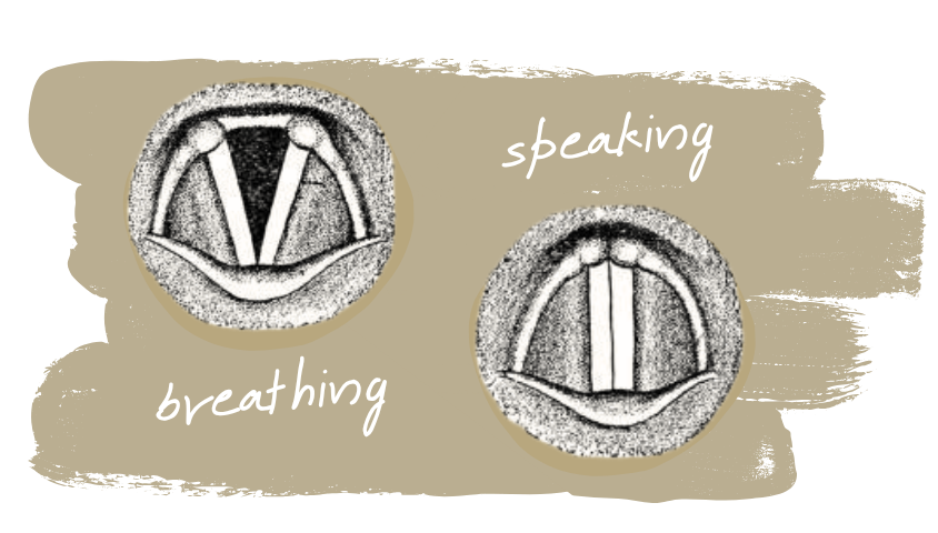 Vocal Folds Two illustrations of the vocal folds from above. On the left, the vocal folds are open in a V shape, labelled "breathing." On the right, the vocal folds are closed together, labelled "speaking."